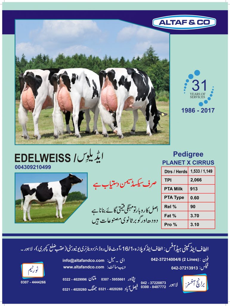 flyer-edelweiss-front-2